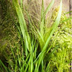 Eau de toilette herbes sauvages Candora Paris