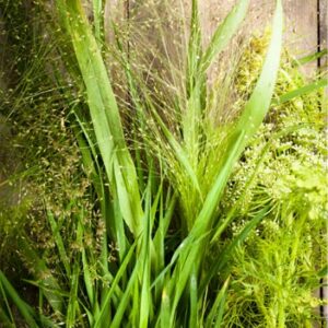Eau de toilette herbes sauvages Candora Paris