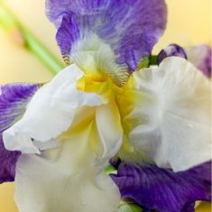 Eau de toilette Iris Candora Paris