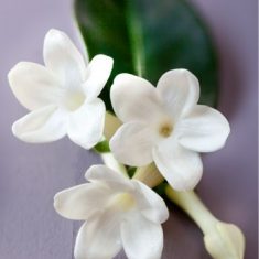 Eau de toilette jasmin Paris