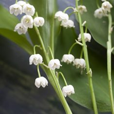 Eau de toilette Muguet Candora