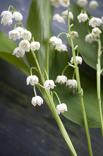 Eau de toilette Muguet Candora