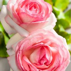 Eau de toilette Rose Candora Paris