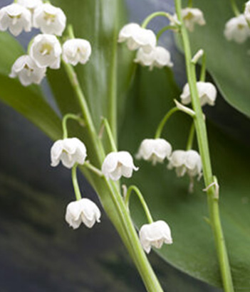 eau-de-toilette-muguet