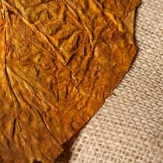 Eau de Toilette Feuille de tabac